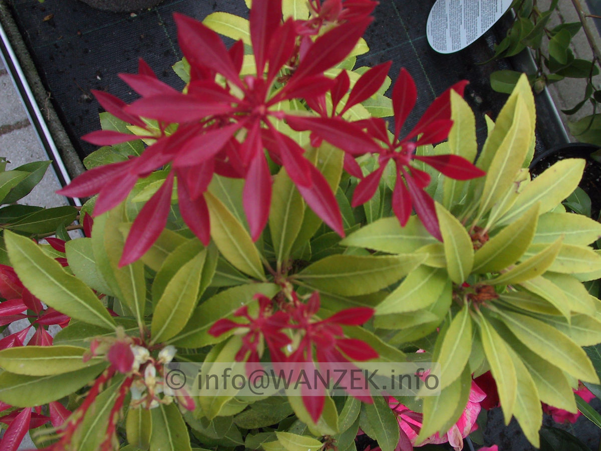 Pieris japonica Forest Flame - Trieb.jpg